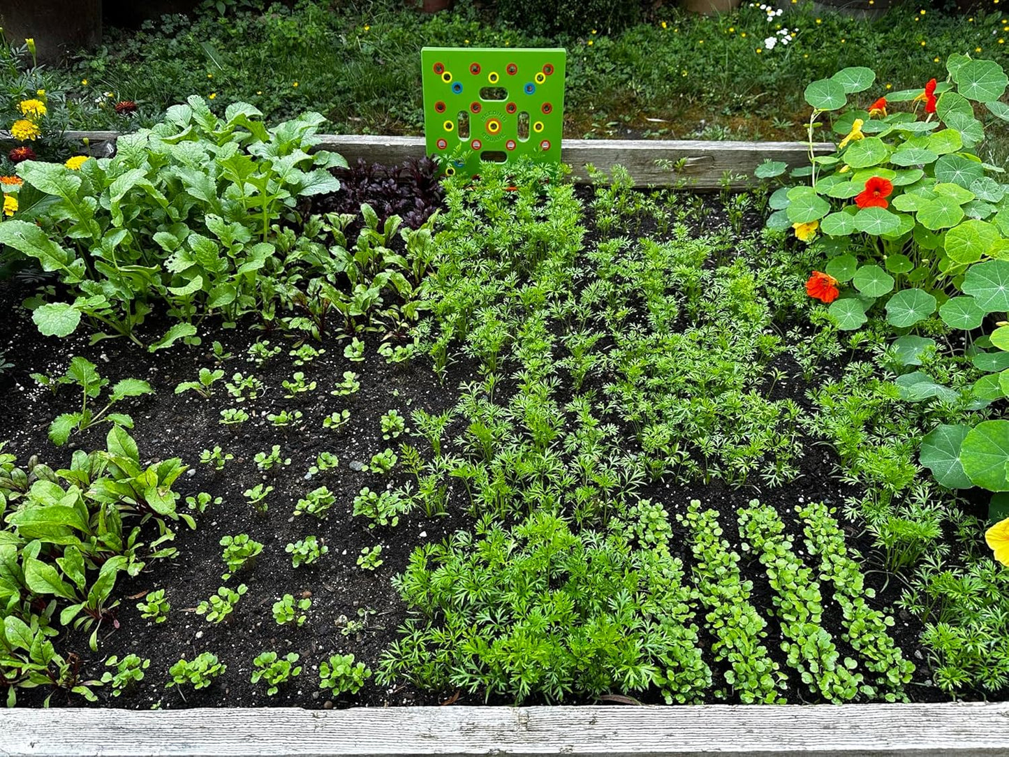 Square foot garden seed spacing template on a raised bed for beginners