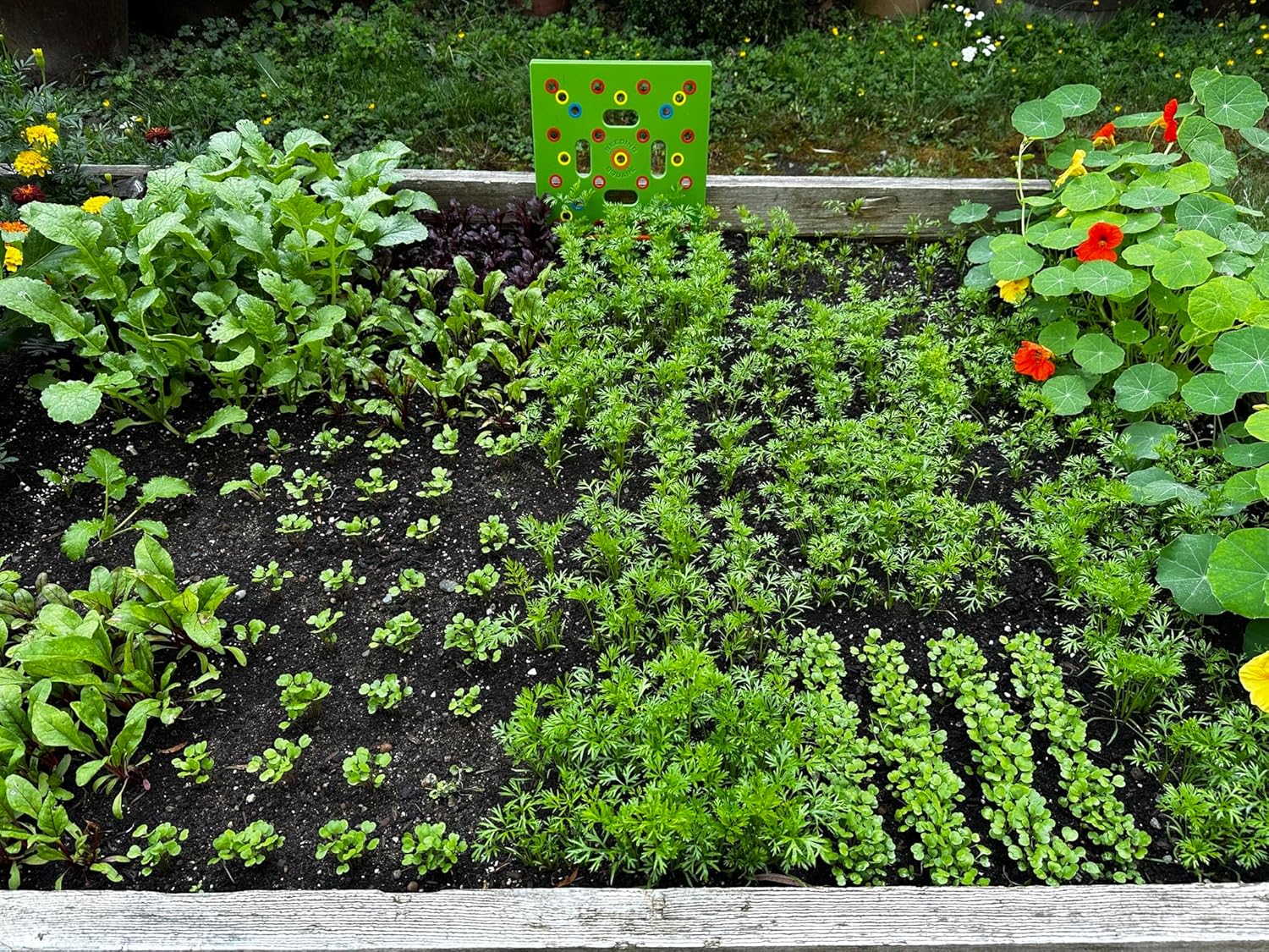 Square foot garden seed spacing template on a raised bed for beginners