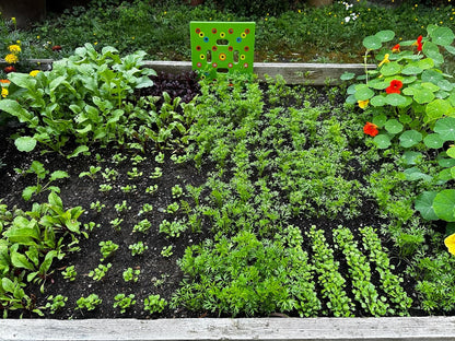 Square foot garden seed spacing template on a raised bed for beginners