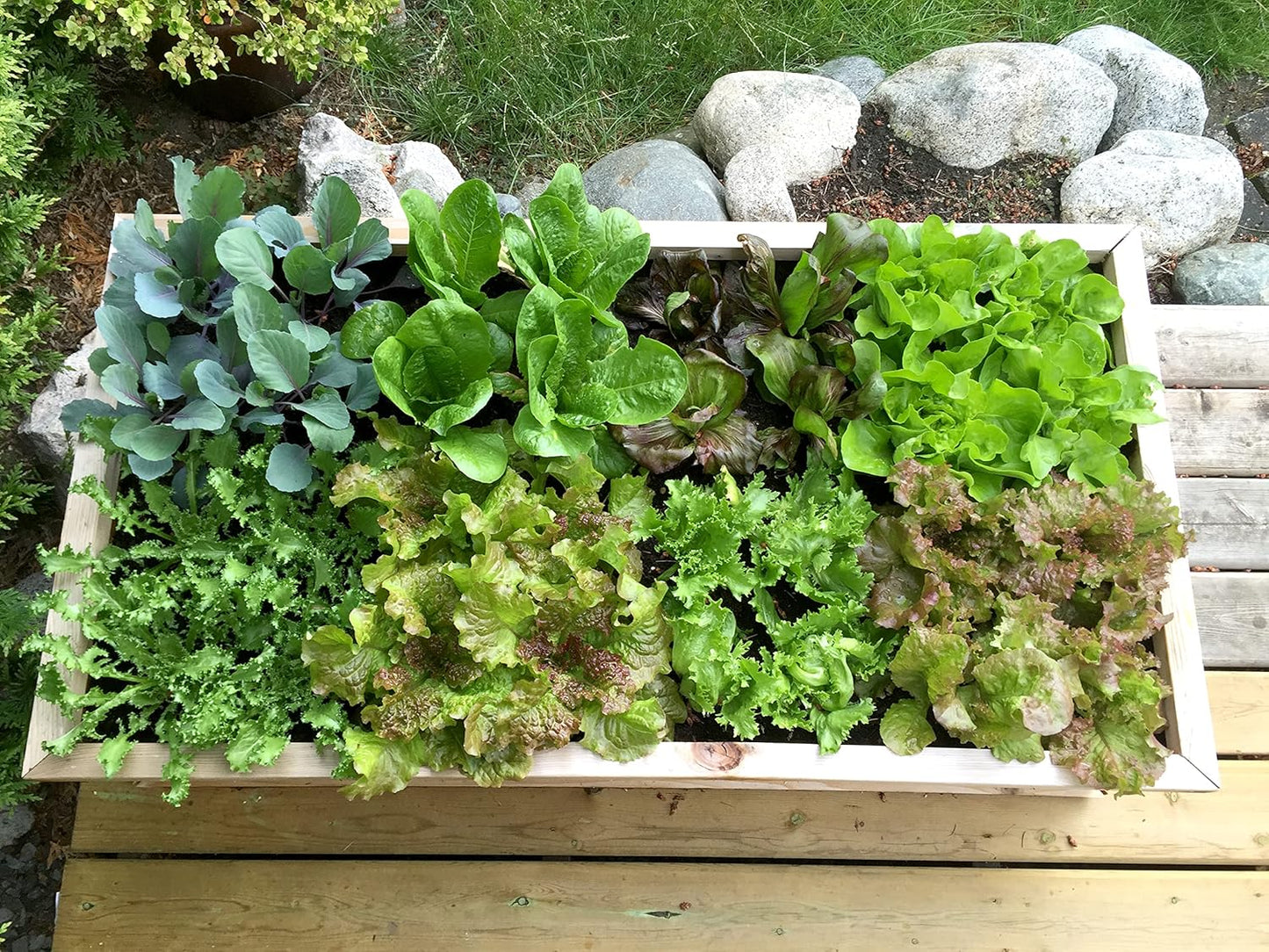 Square foot garden seed spacing template on a raised bed for beginners